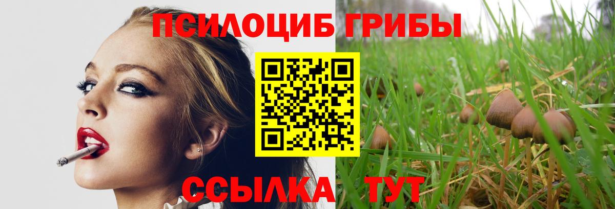 Псилоцибиновые грибы Cubensis Горно-Алтайск